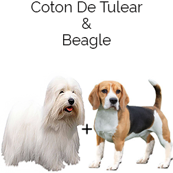 Coton Beagle Dog